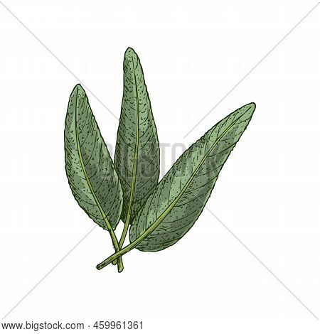 Salvia Or Sage Leaves Isolated Sketch. Vector Garden Culinary Sage, Flavored Seasoning Condiment Gre