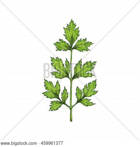 Green Coriander Or Chinese Parsley Isolated Sketch. Vector Cilantro Kitchen Herb, Annual Plant Herba