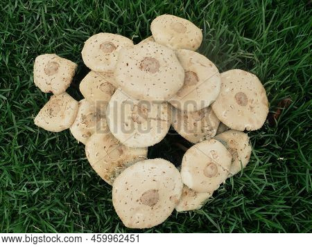Mushrooms Spawned In The Middle Of A Green Lawn.