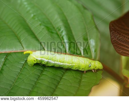 Big Green Caterpillars. On The Leaves, The Pests Eat And Damage.