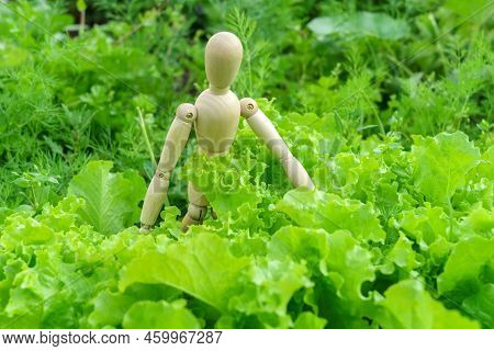 Wooden Man Farmer Planting Lettuce Seedlings In The Vegetable Garden. Home Gardening And Plant Growi