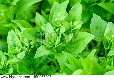 Green Spinach Growing In The Garden On A Vegetable Farm. Healthy Food In Your Own Kitchen Garden