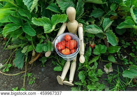 Farmer Picking Fresh Red Strawberries In Basket On Organic Strawberry Field. Strawberries Harvest. S