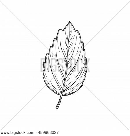 European Hornbeam Foliage, American Horbeams Leafage Isolated Monochrome Icon. Vector Blue-beech And