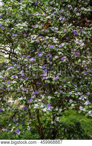 Double Color Blossom Of Brunfelsia Pauciflora Tropical Free With White And Purple Flowers