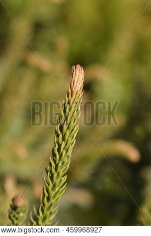 Japanese Cedar Dinger Branch In The Garden