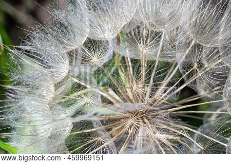 Goatsbeard, Tragopogon Pratensis, Flower Seed Head Close Up With Feathery Seeds And A Blurred Backgr