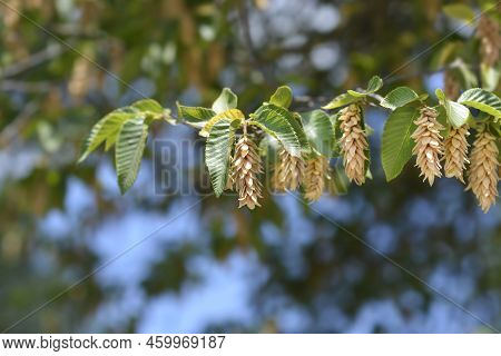 European Hop Hornbeam Branches With Seeds In The Summer