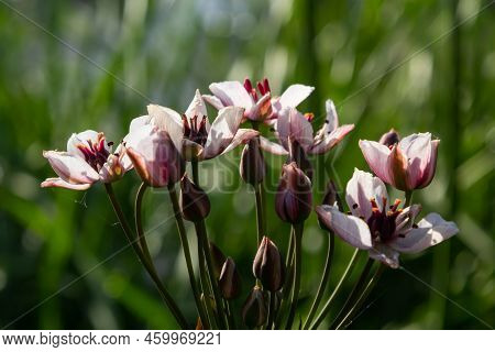 Close Up Of The Umbel-like Inflorescence Of Flowering Rush Or Grass Rush Butomus Umbellatus In Full