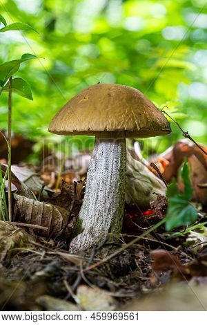 Edible Mushroom Leccinum Scabrum In The Birch Forest. Known As Birch Bolete. Wild Mushroom With Brow