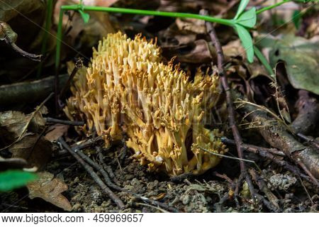 Ramaria Stricta Mushrooms Growing In The Forest. Ramaria Stricta