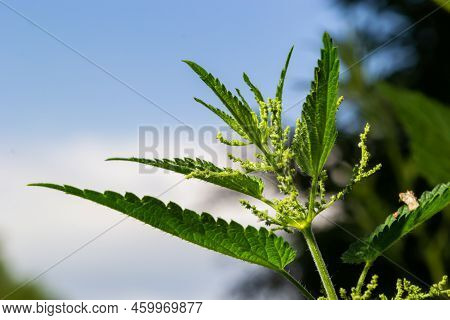 Stinging Nettles Urtica Dioica In The Garden. Green Leaves With Serrated Edges