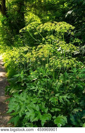 Parsnip, Pastinaca Sativa, Is An Important Medicinal, Vegetable And Medicinal Plant