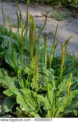 In Summer, Plantain Is Large, Plantago Major, Plantago Borysthenica, Grows In The Wild