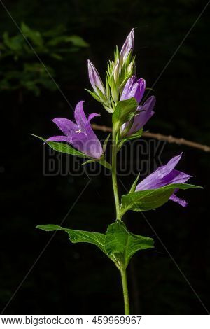 Campanula Trachelium Blossoms On Dark Background. Summer Forest