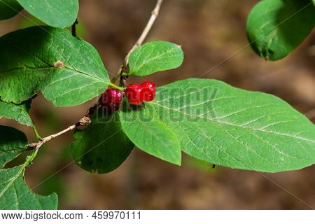 Festive Holiday Honeysuckle Branch With Red Berries Lonicera Xylosteum