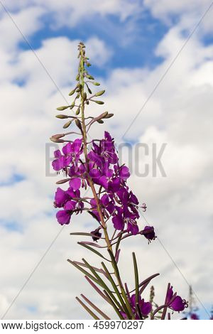 Closeup Of Pink Flower Of Rosebay Willowherb Chamaenerion Angustifolium On Light Green Background