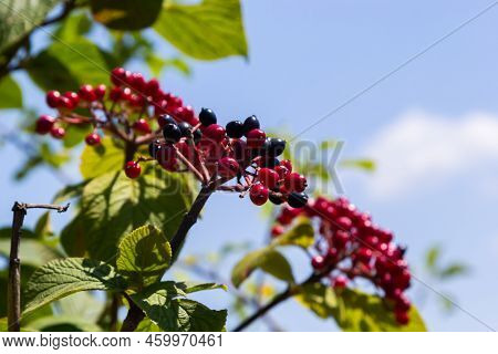 The Fruit Viburnum Lantana. Is An Green At First, Turning Red, Then Finally Black, Wayfarer Or Wayfa