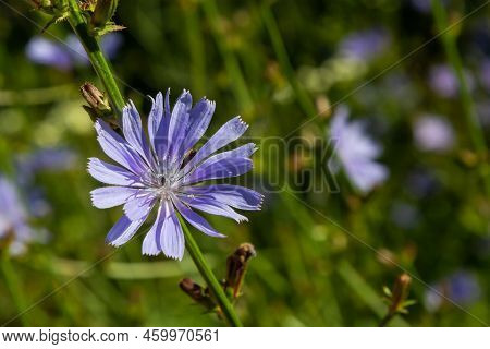Blooming Chicory, Common Chicory Cichorium Intybus. Honey Plant, Nectar And Pollen. Coffee Substitut
