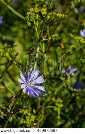 Blue Flowers Of Chicory On The Background Of The Summer Landscape