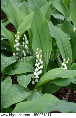 Droplets Of Water On Flowering Lily Of The Valley In May