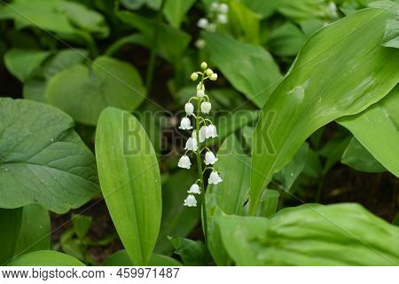 Not Fully Opened White Flowers Of Lily Of The Valley In Mid May