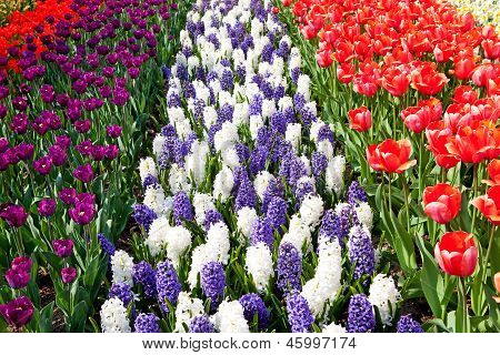 Dutch Bulb Field With Colorful Tulips And Hyacinth Flowers
