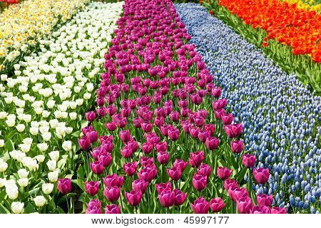 Dutch Bulb Field With Colorful Tulips