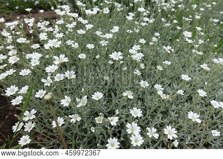 Flowers And Buds Of Cerastium Tomentosum In Mid May