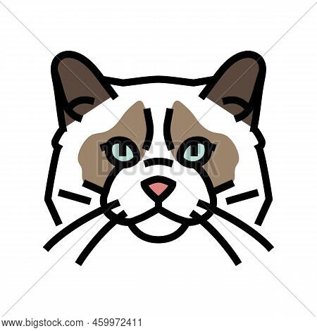 Ragdoll Cat Cute Pet Color Icon Vector. Ragdoll Cat Cute Pet Sign. Isolated Symbol Illustration