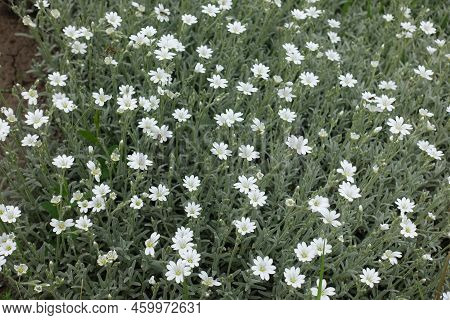 Multiple White Flowers Of Cerastium Tomentosum In Mid May