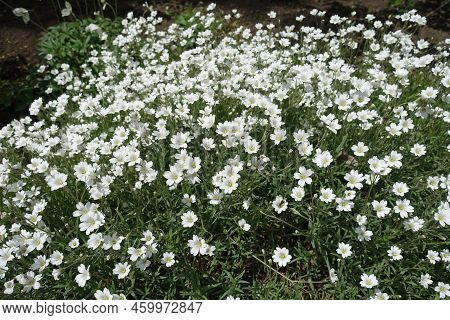Plentiful White Flowers Of Cerastium Tomentosum In Mid May
