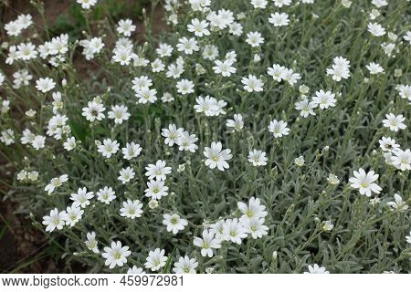 White Flowers Of Cerastium Tomentosum In Mid May