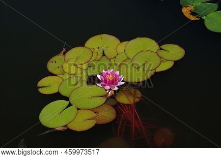 Lotus Blossom In The Pond Of The City Garden