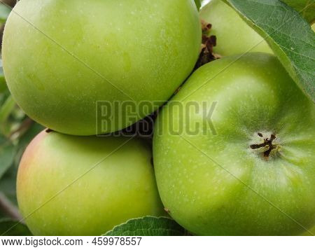 Close-up Of Fruits Growing On Tree. Apples Ripen On A Columnar Apple Tree. Green Apples Ripen On The