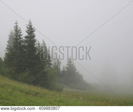 Mountain Forest On A Fogy Summer Day.
