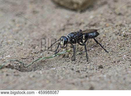 Closeup Macro Detail Of Bembicini Sand Wasp On Soil Ground In Garden