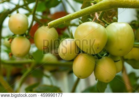 Green Tomatoes Are Good For Making Bones. The Presential Vitamin K, Calcium, And Lycopene In Tomatoe