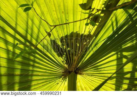 Its Scientific Name Is Borassus Flabellifer. It Belongs To Arecaceae Family. Commonly Known As Doub 