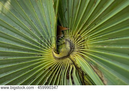 Palmyra Palm (borassus Flabellifer) Leaves Are Used For Thatching And Making Mats, Baskets, Fans, Ha