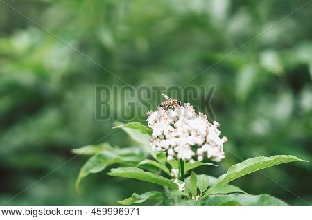 Clusters Fruit Black Elderberry In Garden. Sambucus . Common Names: Elder, Black Elder, European Eld