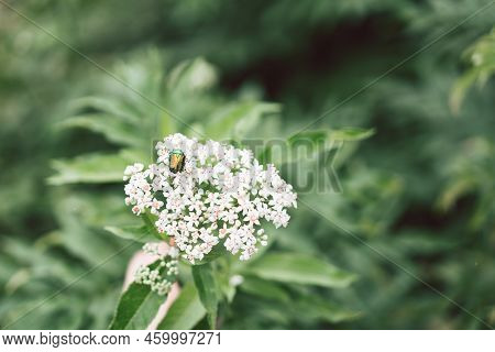 Clusters Fruit Black Elderberry In Garden. Sambucus . Common Names: Elder, Black Elder, European Eld