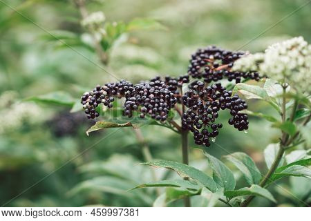 Clusters Fruit Black Elderberry In Garden. Sambucus . Common Names: Elder, Black Elder, European Eld