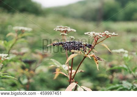Clusters Fruit Black Elderberry In Garden. Sambucus . Common Names: Elder, Black Elder, European Eld