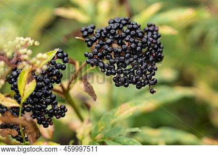 Clusters Fruit Black Elderberry In Garden. Sambucus . Common Names: Elder, Black Elder, European Eld