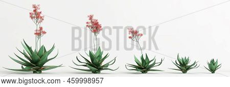 3d Illustration Of Set Aloe Striata Tree Isolated On White Bachground