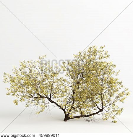 3d Illustration Of Populus Fremontii Tree Isolated On White Bachground