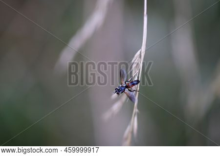 Close-up Of A Cylindromyia Brassiacaria On A Grass Plant.