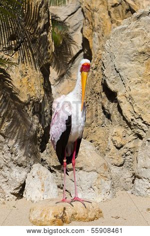 Yellow Billed Stork (mycteria Ibis)