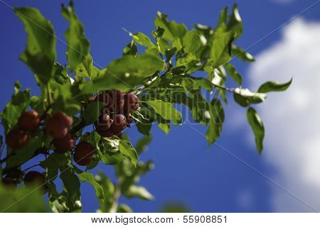 Red Apples On A Branch On A Background Of The Blue Sky